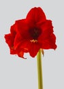 Bloom dark-red Hippeastrum (amaryllis) Galaxy group \'Arabian night