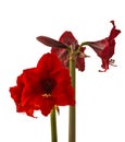 Bloom dark-red Hippeastrum (amaryllis) Galaxy group \'Arabian night