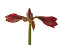 Bloom dark-red Hippeastrum (amaryllis) Galaxy group \'Arabian night