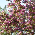 Bloom of decorative apple tree Malus niedzwetzkyana.