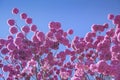 Bloom detail purple ipe with blue sky Royalty Free Stock Photo