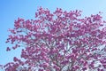 Bloom detail purple ipe with blue sky Royalty Free Stock Photo