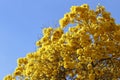 Bloom detail yellow ipe with blue sky Royalty Free Stock Photo