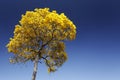 Bloom detail yellow ipe with blue sky Royalty Free Stock Photo