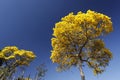 Bloom detail yellow ipe with blue sky Royalty Free Stock Photo