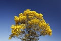 Bloom detail yellow ipe with blue sky Royalty Free Stock Photo