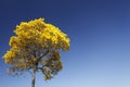 Bloom detail yellow ipe with blue sky Royalty Free Stock Photo