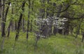 Bloom on dogwood tree in spring time Royalty Free Stock Photo