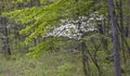 Bloom on dogwood tree in spring time Royalty Free Stock Photo