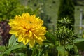 Bloom of dwarf sunflower plant or Helianthus dwarf in manastery garden, village Zhelyava Royalty Free Stock Photo