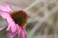 The bloom of an Echinacea Royalty Free Stock Photo