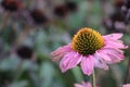 The bloom of an Echinacea Royalty Free Stock Photo