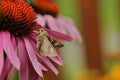 Bloom Echinacea purpurea Royalty Free Stock Photo