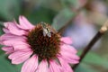 The bloom of an Echinacea Royalty Free Stock Photo