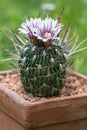 Bloom of echinofossulocactus phyllacanthus Royalty Free Stock Photo