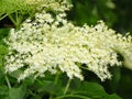 Bloom of elderberry in garden, floral background. An Elder bush in bloom. Flowers and leaves of elderflower Sambucus nigra. Royalty Free Stock Photo