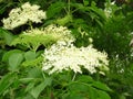 Bloom of elderberry in garden, floral background. An Elder bush in bloom. Flowers and leaves of elderflower Sambucus nigra.