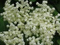 Bloom of elderberry in garden, floral background. An Elder bush in bloom. Flowers and leaves of elderflower Sambucus nigra. Royalty Free Stock Photo