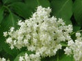 Bloom of elderberry in garden, floral background. An Elder bush in bloom. Flowers and leaves of elderflower Sambucus nigra. Royalty Free Stock Photo