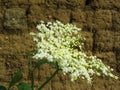 Bloom of elderberry in garden, floral background. An Elder bush in bloom. Flowers and leaves of elderflower Sambucus nigra. Royalty Free Stock Photo