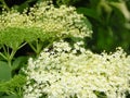 Bloom of elderberry in garden, floral background. An Elder bush in bloom. Flowers and leaves of elderflower Sambucus nigra. Royalty Free Stock Photo