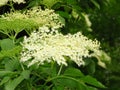 Bloom of elderberry in garden, floral background. An Elder bush in bloom. Flowers and leaves of elderflower Sambucus nigra. Royalty Free Stock Photo