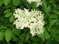 Bloom of elderberry in garden, floral background. An Elder bush in bloom. Flowers and leaves of elderflower Sambucus nigra.