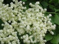 Bloom of elderberry in garden, floral background. An Elder bush in bloom. Flowers and leaves of elderflower Sambucus nigra. Royalty Free Stock Photo