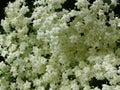 Bloom of elderberry in garden, floral background. An Elder bush in bloom. Flowers and leaves of elderflower Sambucus nigra. Royalty Free Stock Photo