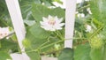 Bloom Fetid passion flower white color is Thai herb has 3 caterpillar Royalty Free Stock Photo