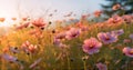 beautiful field sunset violet meadow nature flower white background blooming pink. Generative AI. Royalty Free Stock Photo