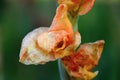 Bloom Flower in Autumn in the Sunder, Walsrode, Lower Saxony