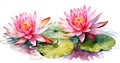 Bloom flower background pink lotus floral plant water lily blossom nature summer green Royalty Free Stock Photo