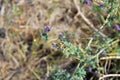 Bloom Flower in Desert Landscape in Badlands National Park, South Dakota Royalty Free Stock Photo