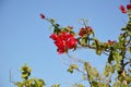 Bloom Flower at Overseas Highway, Florida Keys Royalty Free Stock Photo