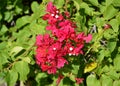 Bloom Flower at Overseas Highway, Florida Keys Royalty Free Stock Photo