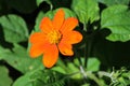 Bright orange helenium flower