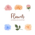 Bloom flower watercolor design multi color chrysanthemum on white background for decorative use