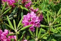 Bloom Flowers at Blue Ridge Parkway in the Appalachen, North Carolina Royalty Free Stock Photo