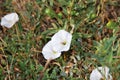 Bloom Flowers in Desert Landscape in Badlands National Park, South Dakota Royalty Free Stock Photo