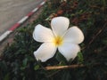 White Frangipani flower fall on plants