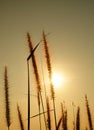 Bloom grass and sunset