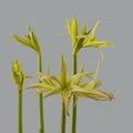 Hippeastrum (amarillis) Spider Group \