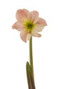 Bloom hippeastrum (amaryllis) \