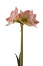 Bloom hippeastrum (amaryllis) \