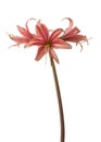Bloom hippeastrum amaryllis