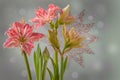 Bloom Hippeastrum amaryllis `Pretty nymph` on gray blurred christmas background