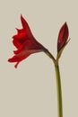 Bloom Hippeastrum (amaryllis) \