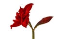 Bloom Hippeastrum (amaryllis) \