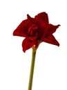 Bloom Hippeastrum (amaryllis) \